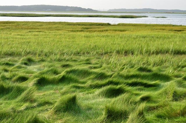 Mass Audubon's Wellfleet Bay Wildlife Sanctuary